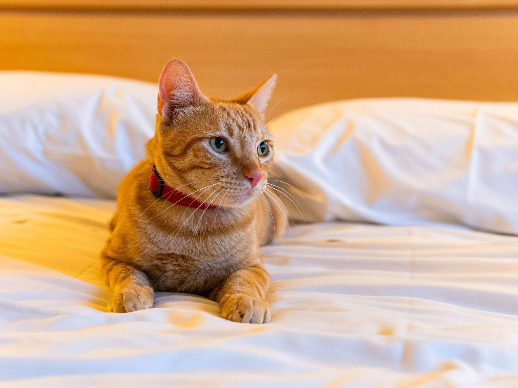 Ibis Novo Hamburgo Hotel Luaran gambar